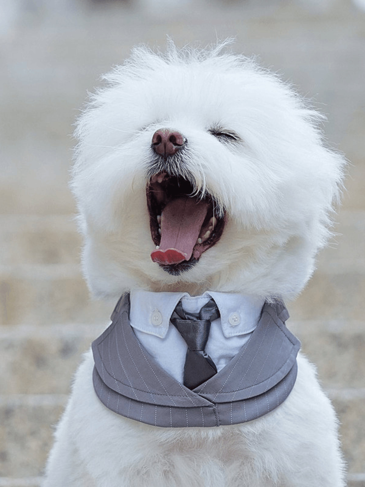 Momoji | Des Voeux 系列寵物圍兜 - RUFF & FETCH