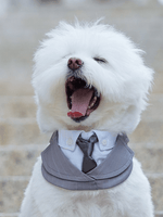 Momoji | Des Voeux 系列寵物圍兜 - RUFF & FETCH