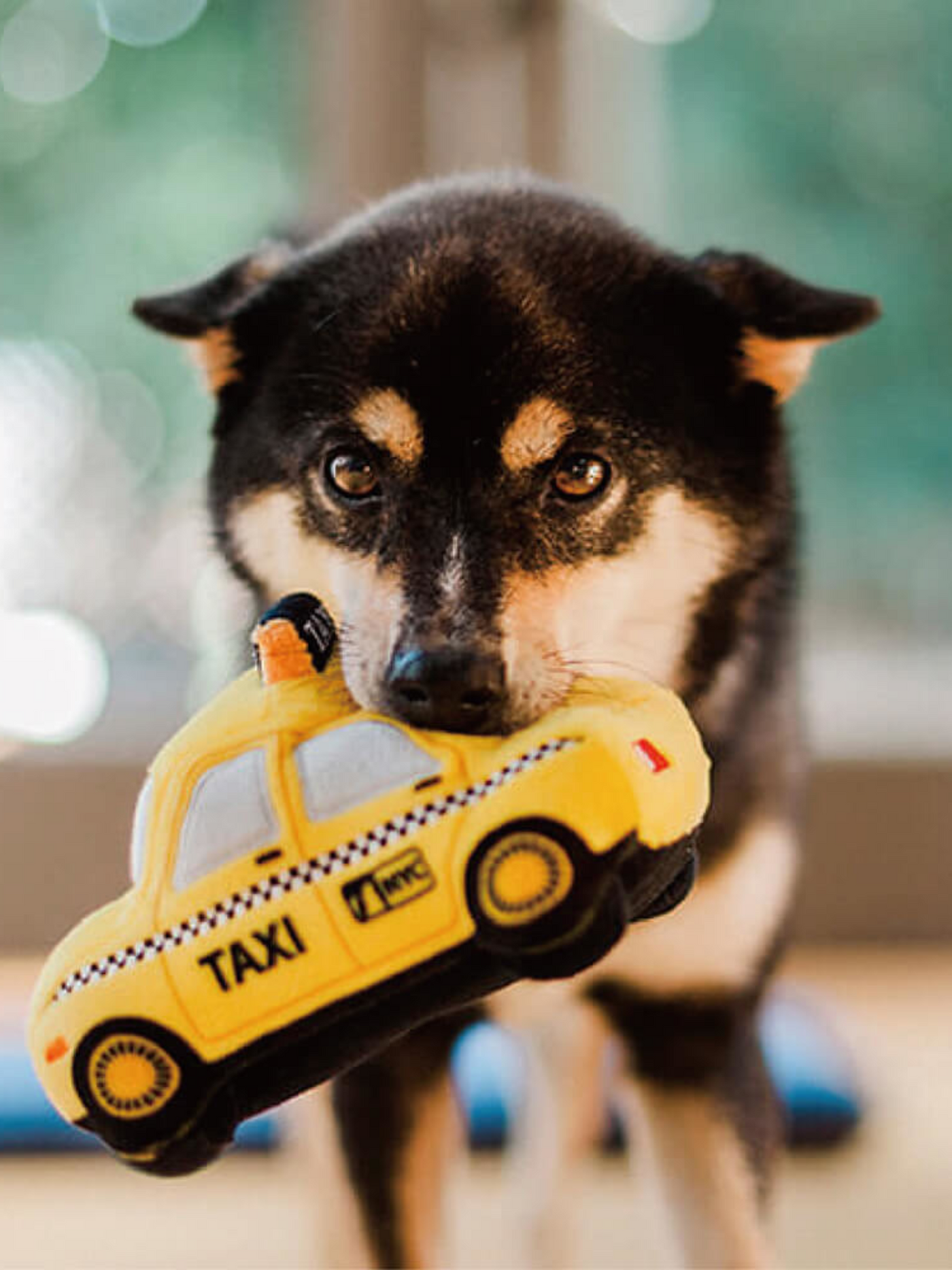 P.L.A.Y | 狗狗交通工具陪伴玩具
