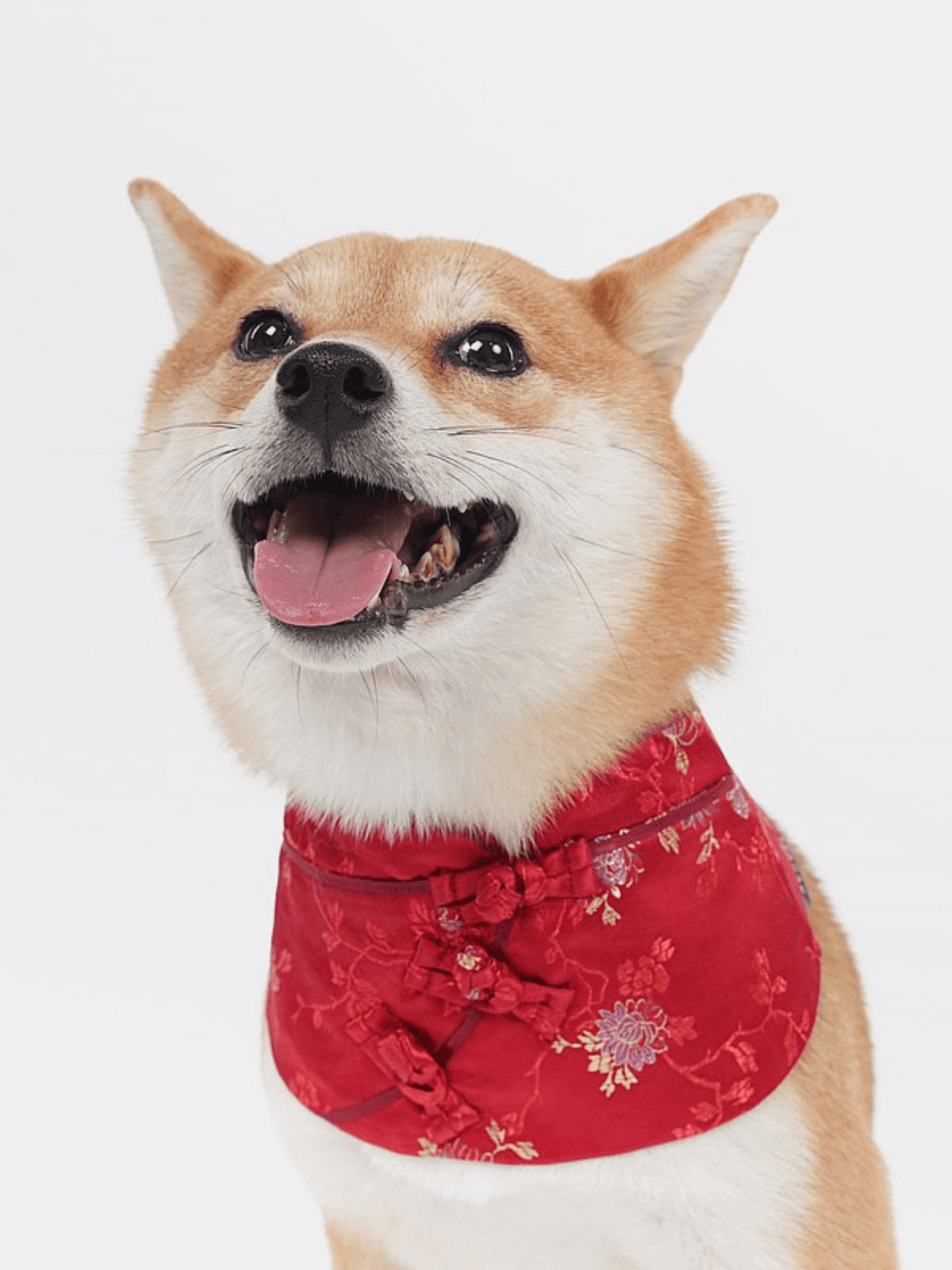 Momoji | Rikoran系列寵物圍兜 - RUFF & FETCH