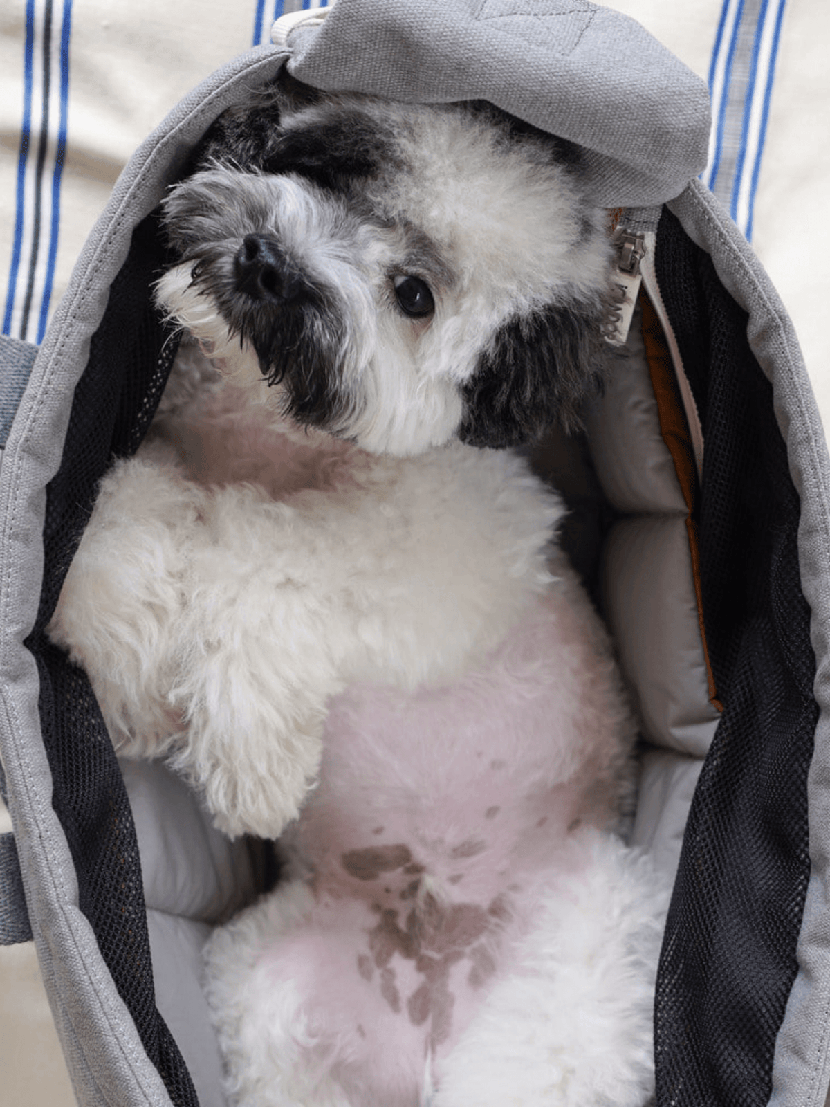 iCandor | 寵物斜背包 Peek-a-boo bag ( 預售4月底 ) - RUFF & FETCH