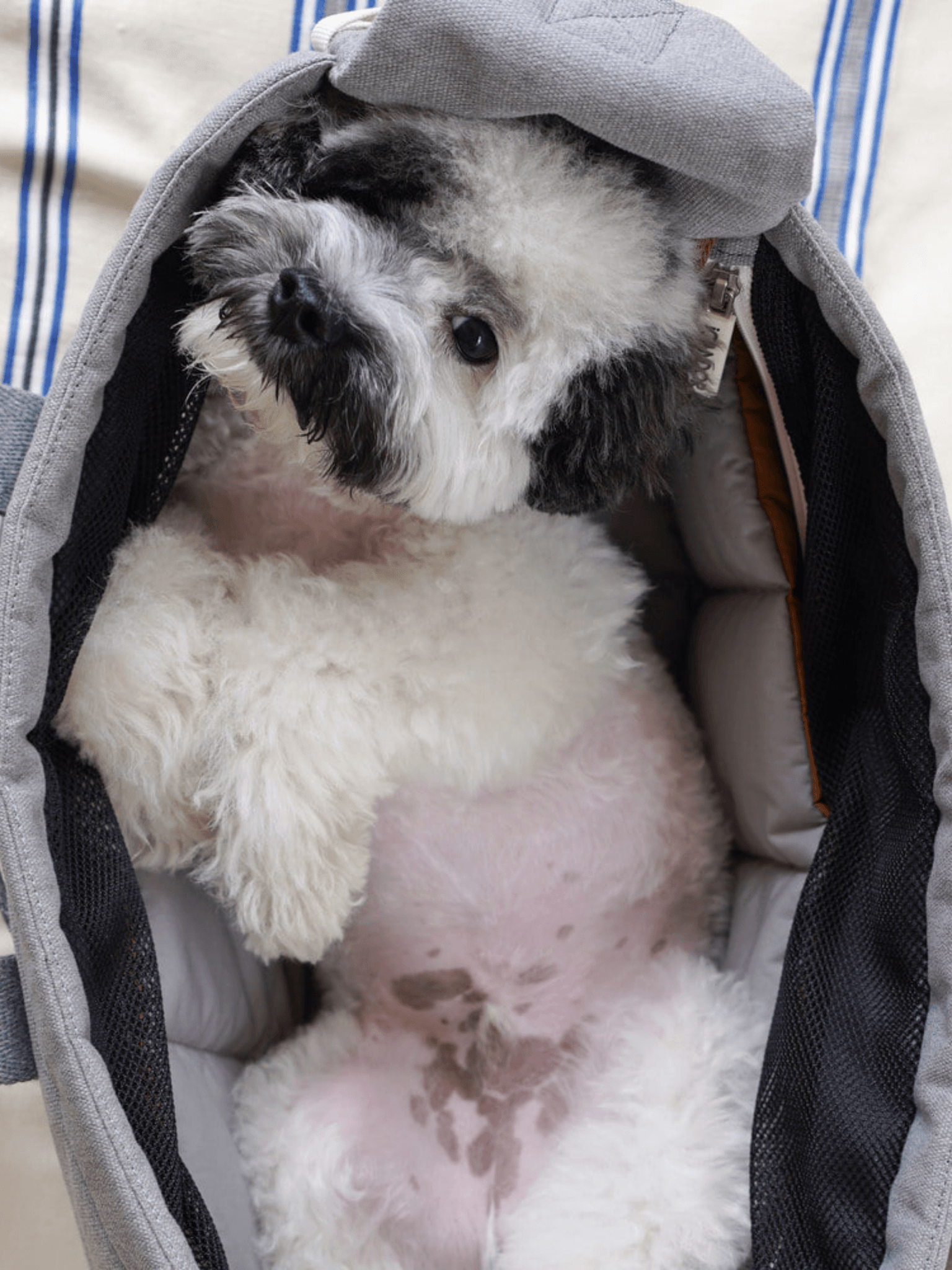 iCandor | 寵物斜背包 Peek-a-boo bag ( 預售4月底 ) - RUFF & FETCH
