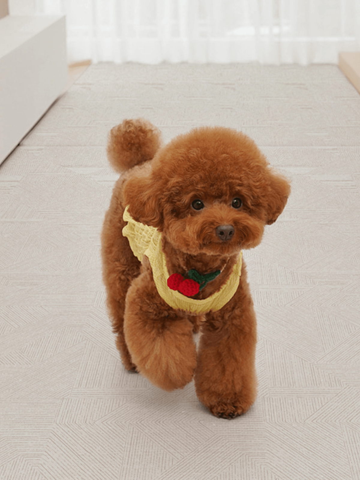 Pupping | 防水防滑寵物墊（走廊款 ) - RUFF & FETCH