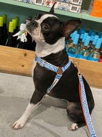 iCandor | Gentle Leash 牽繩 - RUFF & FETCH