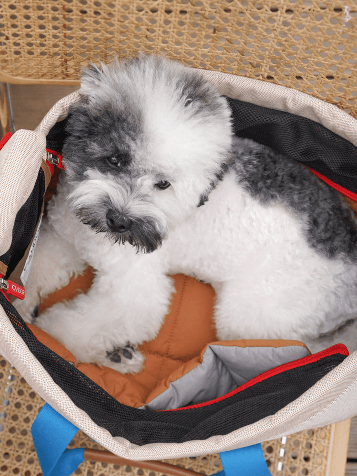 iCandor | 寵物斜背包 Peek-a-boo bag ( 預售4月底 ) - RUFF & FETCH