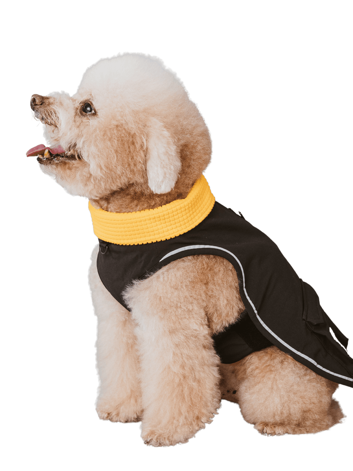 Campet | 快穿機能衣 - RUFF & FETCH
