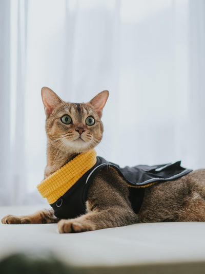 Campet | Fast wear functional clothing (for cats)
