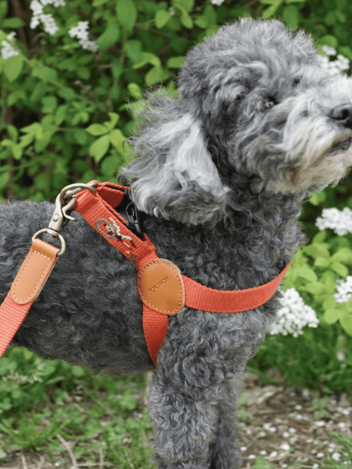 Howlpot | Adventure 系列狗狗胸帶 - RUFF & FETCH