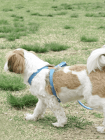 Howlpot | Adventure 系列狗狗胸帶 - RUFF & FETCH