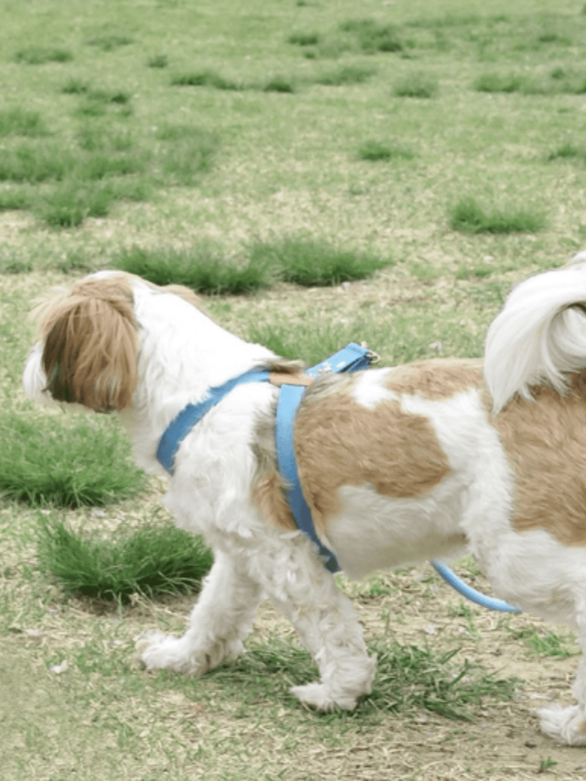 Howlpot | Adventure 系列狗狗胸帶 - RUFF & FETCH