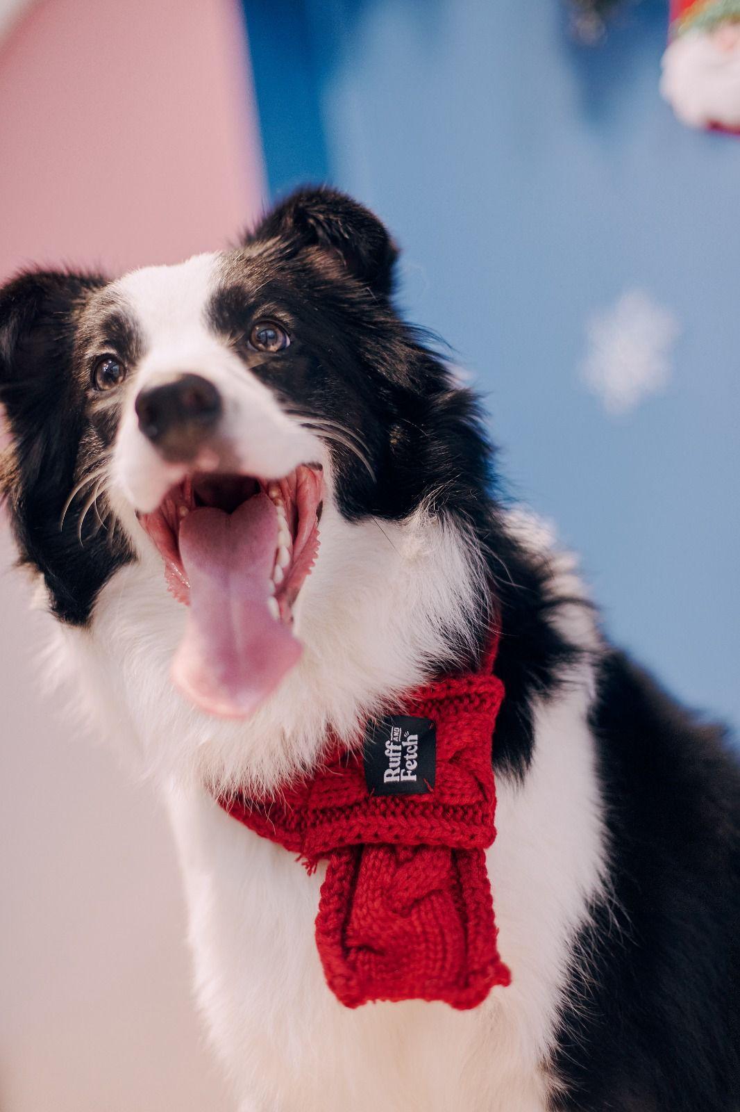 Ruff & Fetch | 頸巾 - RUFF & FETCH