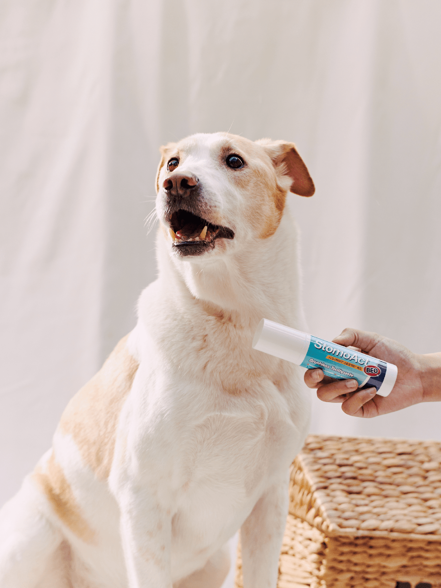 Signatureby｜韓國超強力溶解牙石 GEL - RUFF & FETCH
