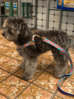 iCandor | Gentle Leash 牽繩 - RUFF & FETCH
