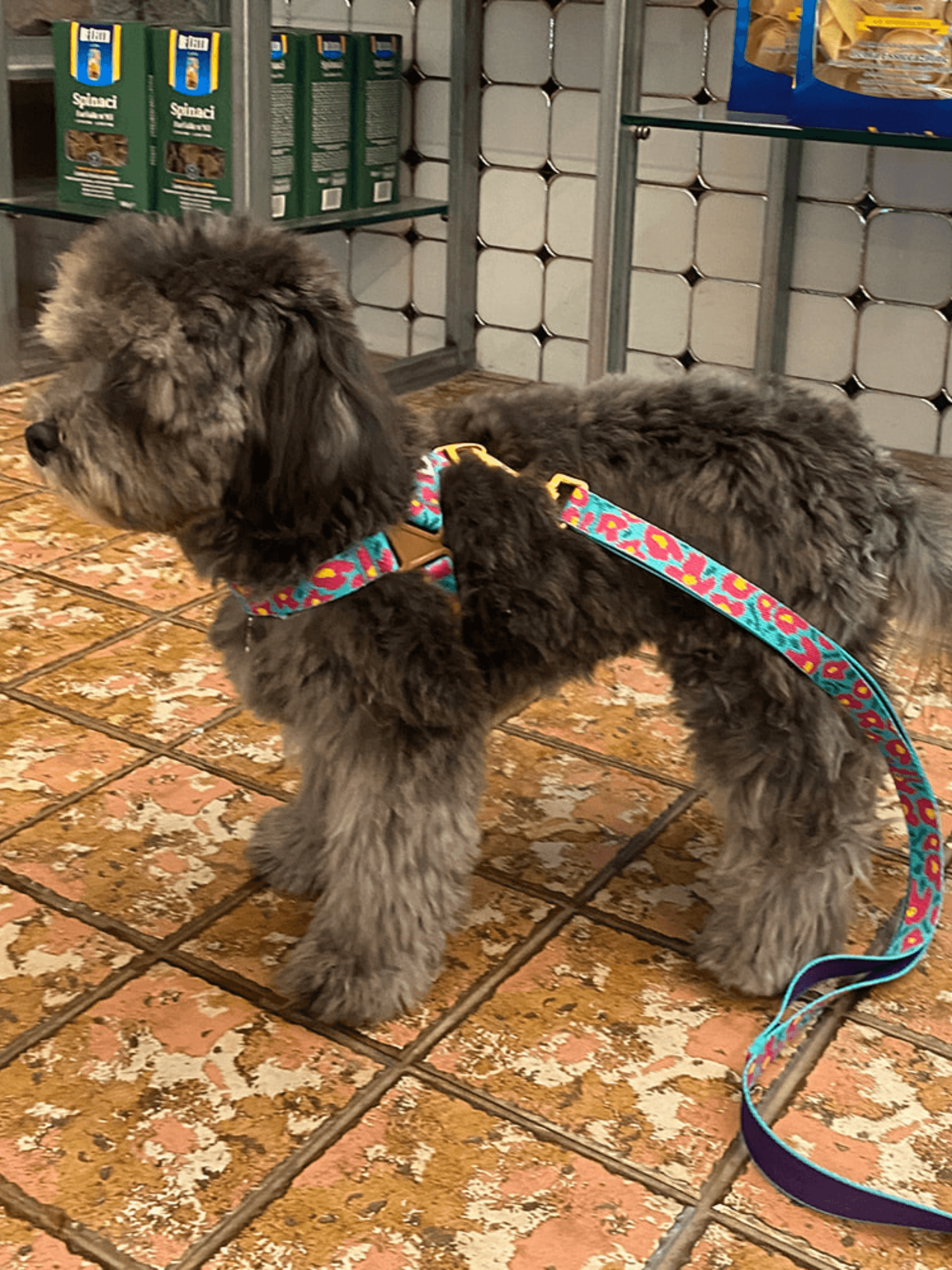 iCandor | Gentle Leash 牽繩 - RUFF & FETCH