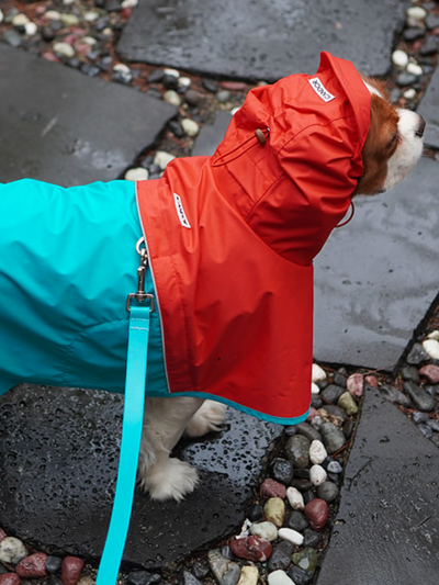 iCandor | Earth Adventure Dog Raincoat