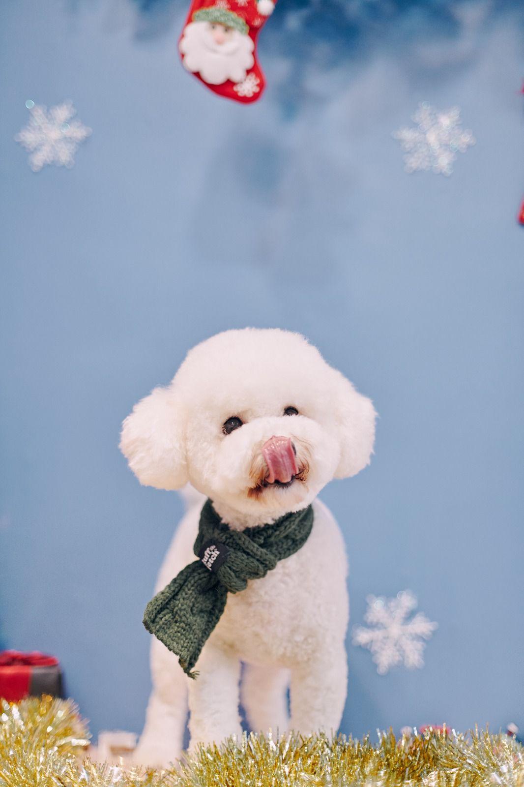 Ruff & Fetch | 頸巾 - RUFF & FETCH