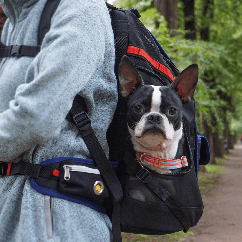 iCandor｜透氣堅挺寵物背包 Jige Bag ( 預售4月底 ) - RUFF & FETCH