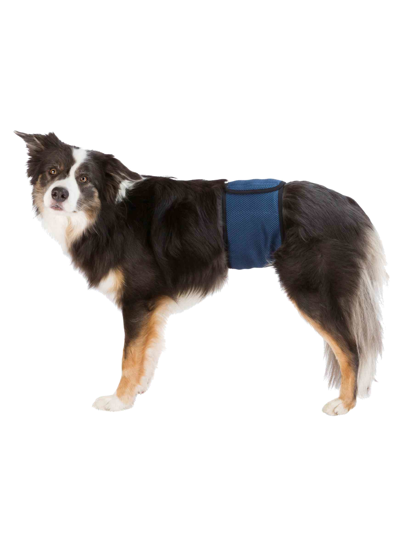 Trixie | 公犬重複使用禮貌褲
